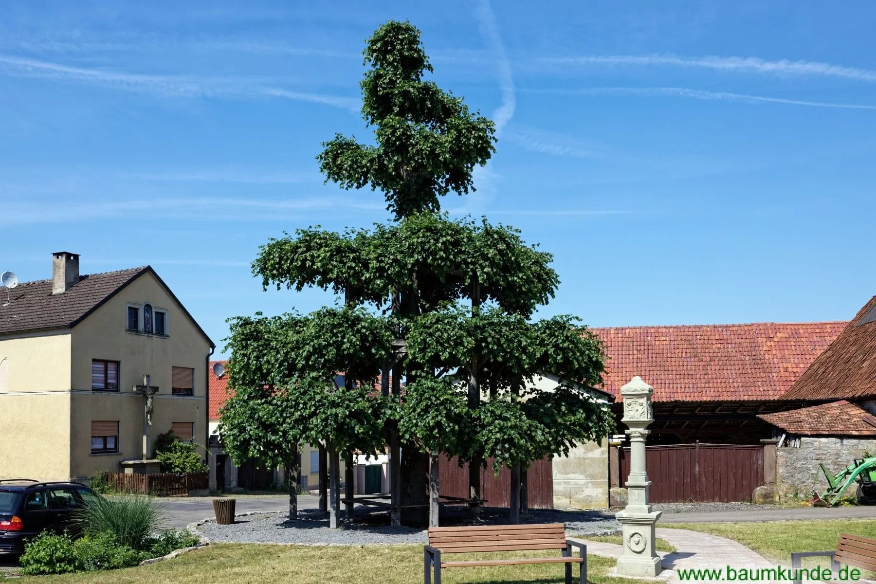 Die Stufenlinde in der Lindenstraße in Untereuerheim, eine in mehreren Etagen gezogene Linde, daneben eine Kreuzigungsgruppe.